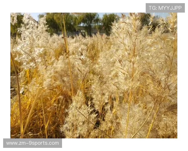 点滴回忆：从菜鸟到超级巨星的成长故事